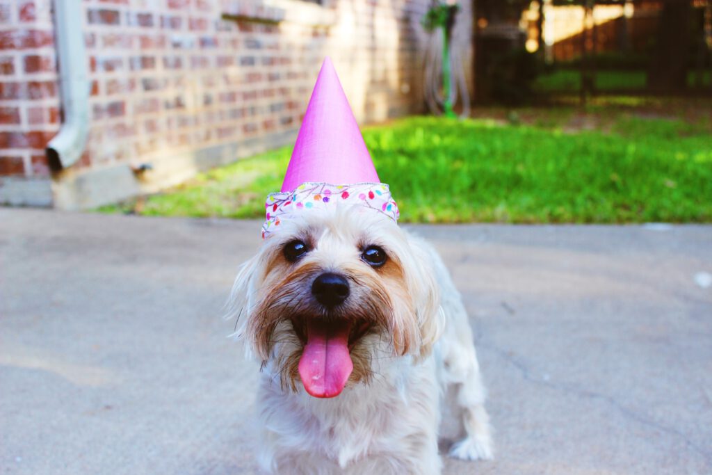 Hund mit Party Hütchen - Fotoshooting Ideen für deine nächste Party!