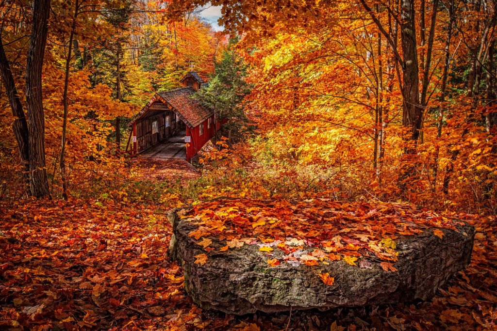 Plane deine nächste Party im Herbst 2021! - Waldhütte zwischen Herbst-Bäumen im Wald 